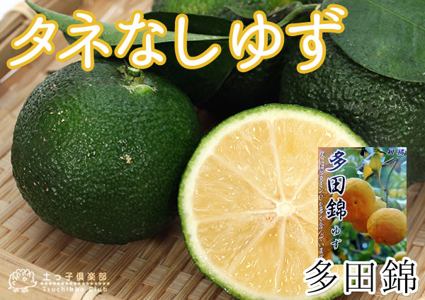 楽天市場】タネなし柚子 『 多田錦 』 タダニシキ 15cmポット 2年生