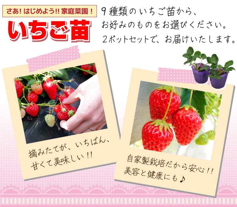 楽天市場】【3月5日18時から30％OFFクーポン対象】 イチゴ （ いちご苗