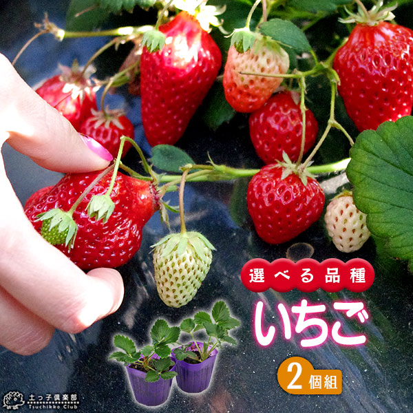 苗 とちおとめ」の人気商品一覧 | 安い商品を通販サイトから探す