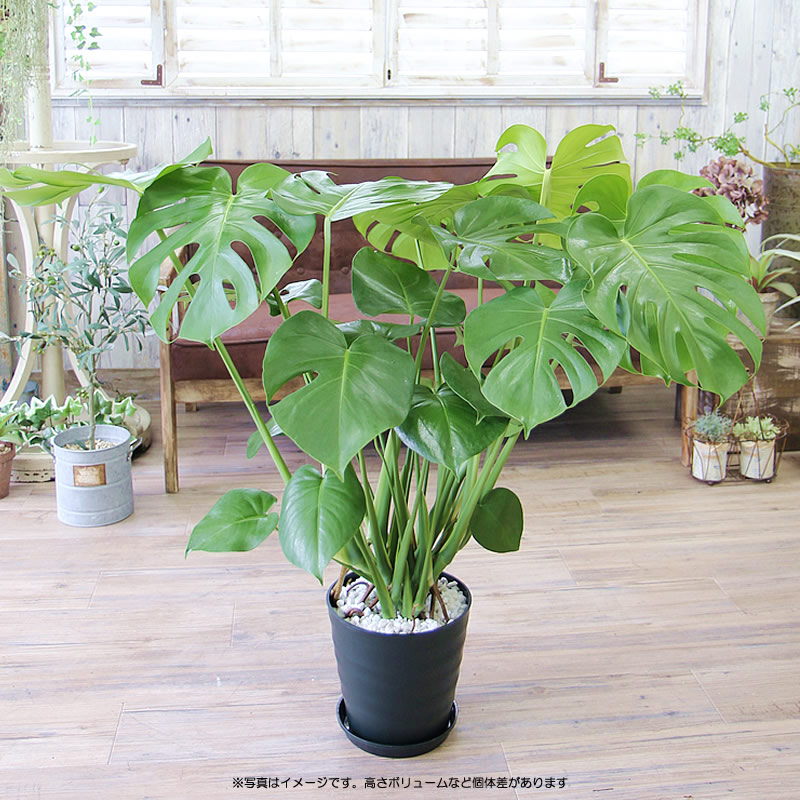 楽天市場】モンステラ 大きな葉はアジアンで人気No1 モンステラ 8号
