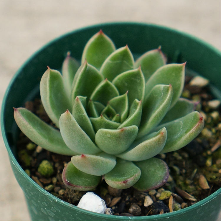 楽天市場】プリリンゼアナ 7.5cmポット 多肉植物 エケベリア Echeveria