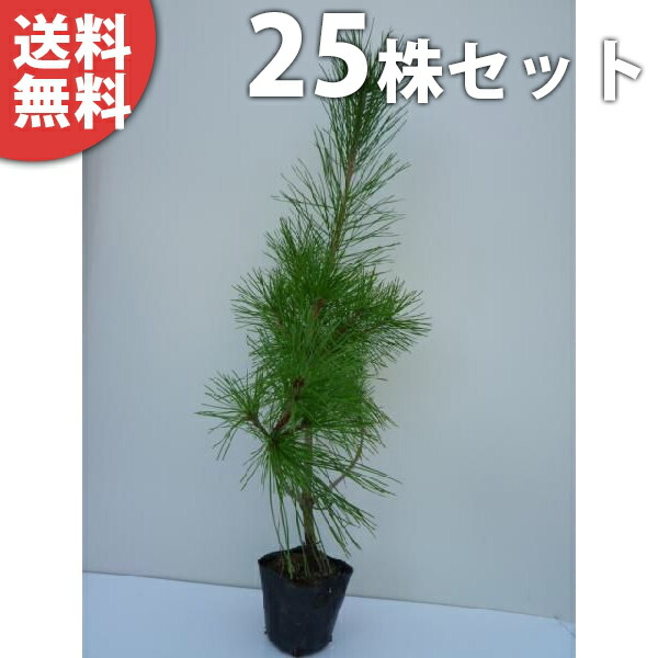 楽天市場】□送料無料□【25本セット】 アカマツ 樹高0.3m前後 10.5cm
