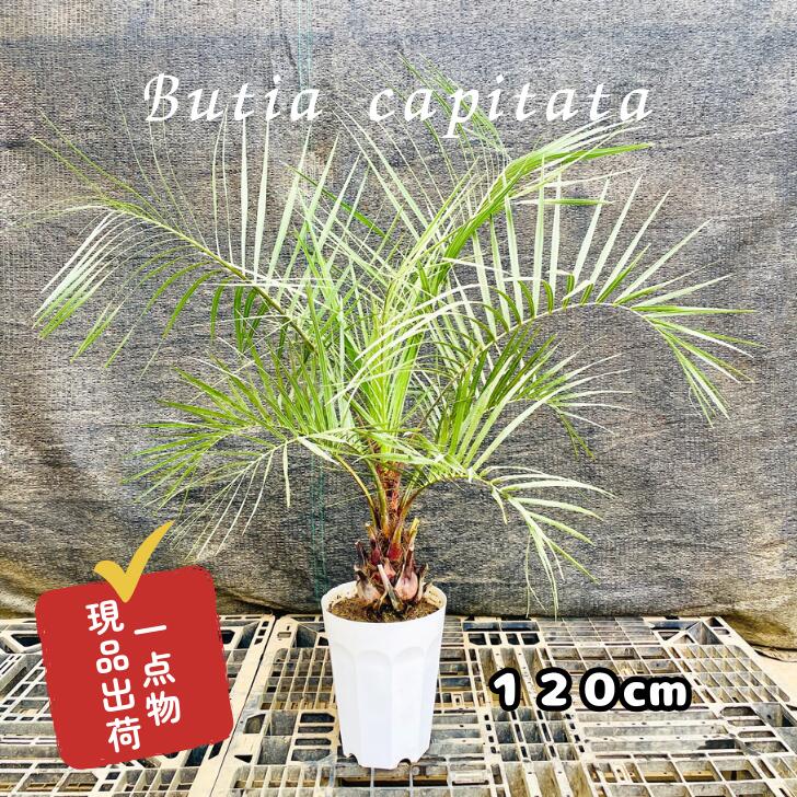 ココスヤシ」の人気商品一覧 | 安い商品を通販サイトから探す - 価格.com