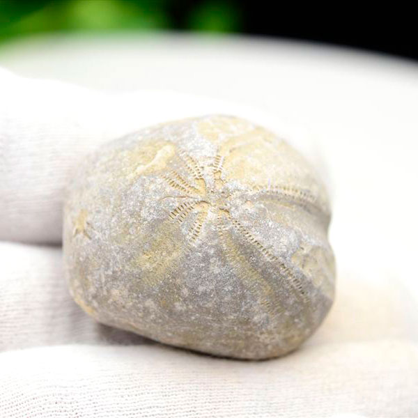 楽天市場】ウニ 化石 原石 Micraster ミクラスター ブンブク目