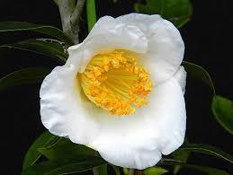 楽天市場】盆栽 花芽付き！白花椿（初嵐）鉢植え盆栽【現品】2025冬