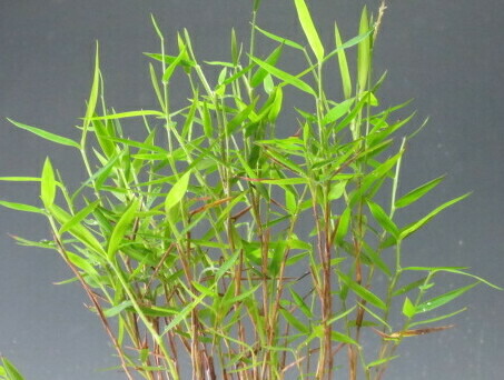 楽天市場】山野草 姫竹（一部斑入り混合の場合あり）の鉢植え （北海島