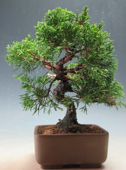 糸魚川真柏」の人気商品一覧 | 安い商品を通販サイトから探す - 価格.com