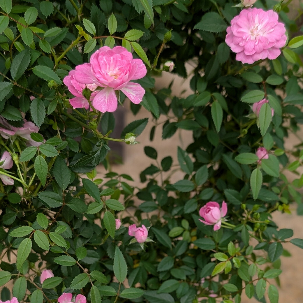 楽天市場】最大100%ポイントバック&最大3000円OFFクーポン 母の日