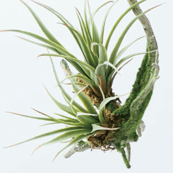 楽天市場】最大100%ポイントバック フェイクグリーン 観葉植物 人工