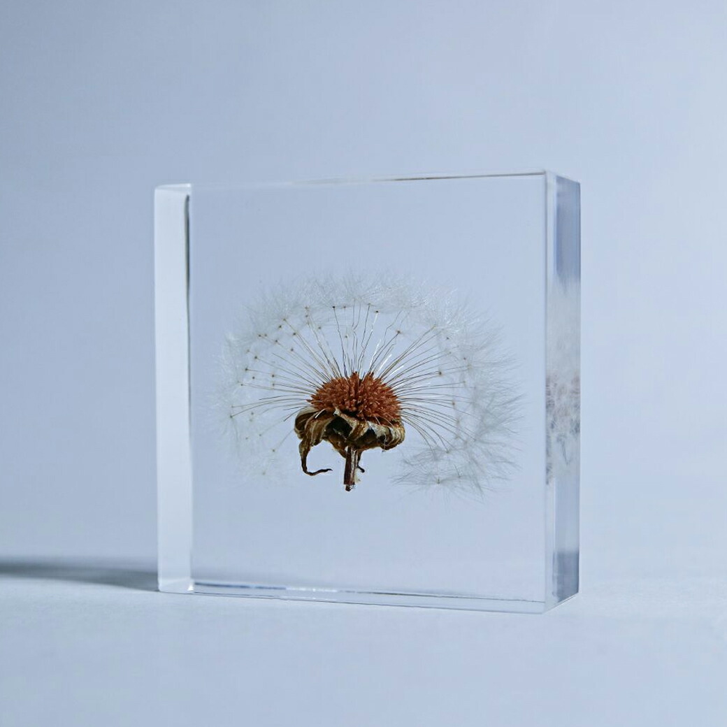 楽天市場】最大100%ポイントバック ウサギノネドコ 標本 植物 ソラ