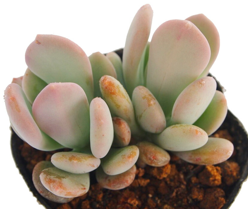 楽天市場】シンデレラ パキフィツム属 多肉植物 9cmポット観葉植物