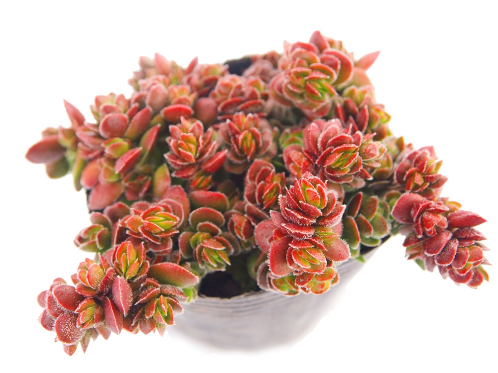 楽天市場】ディビット クラッスラ属 多肉植物 9cmポット観葉植物 雑貨