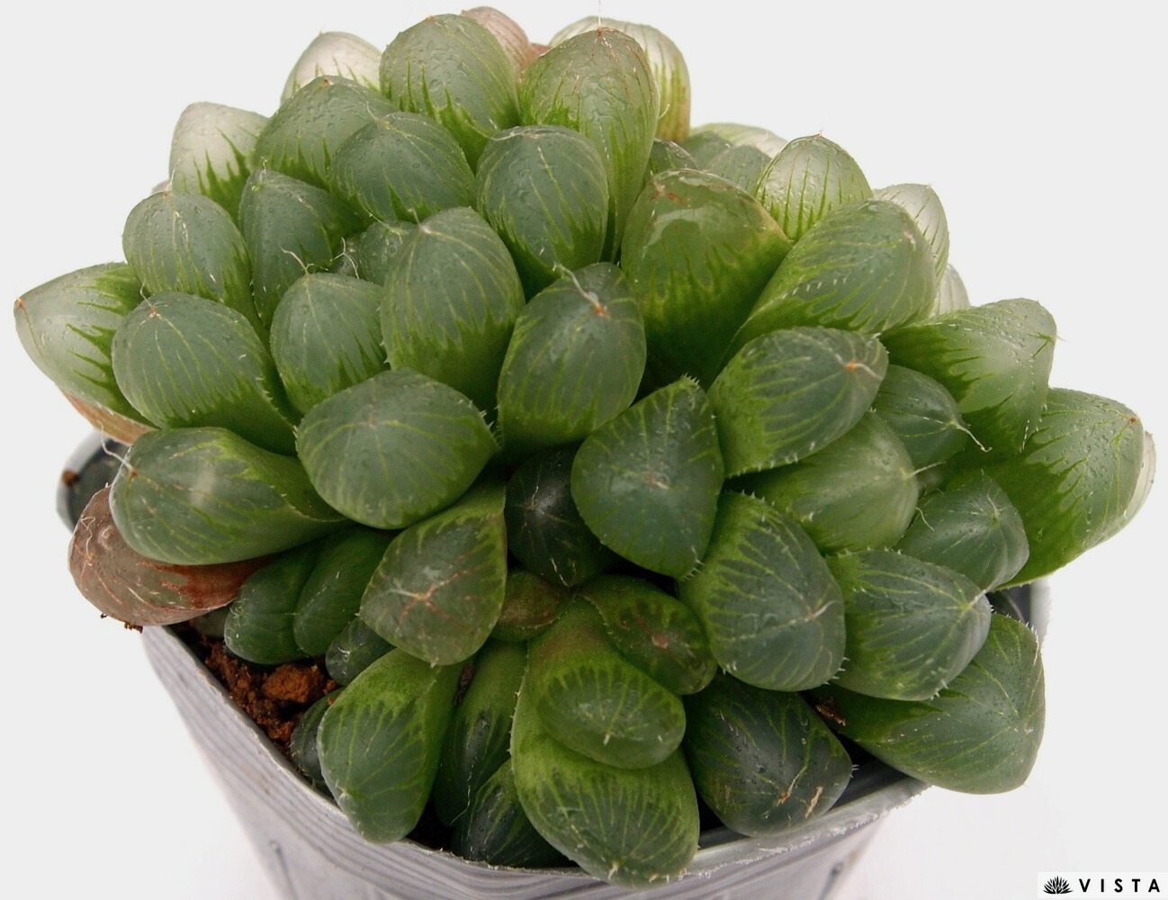 楽天市場】シンデレラ パキフィツム属 多肉植物 9cmポット観葉植物