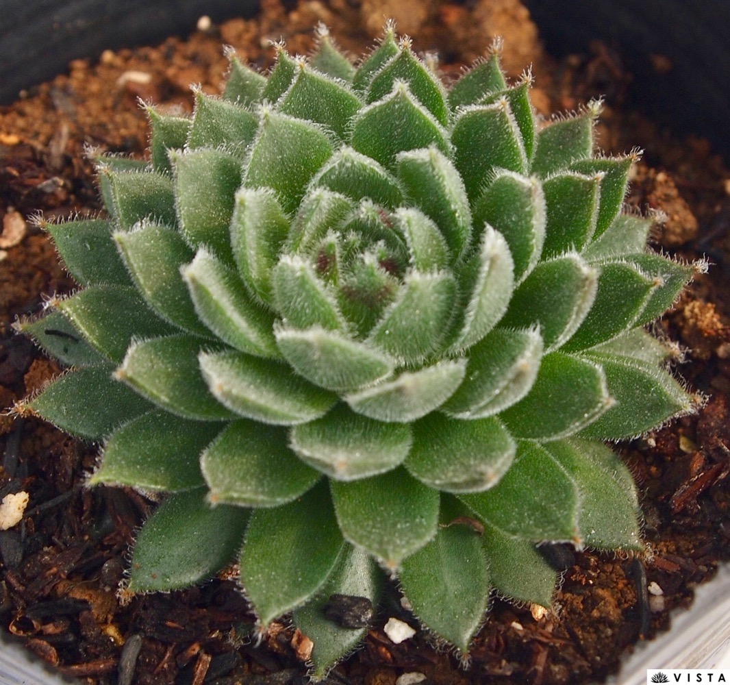 楽天市場】ウィンタービューティー センペルビウム属 多肉植物 9cm