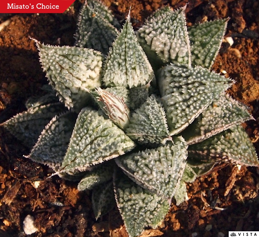 楽天市場】プラチナ ハオルチア属【ジュエルプランツ】 多肉植物 9cm