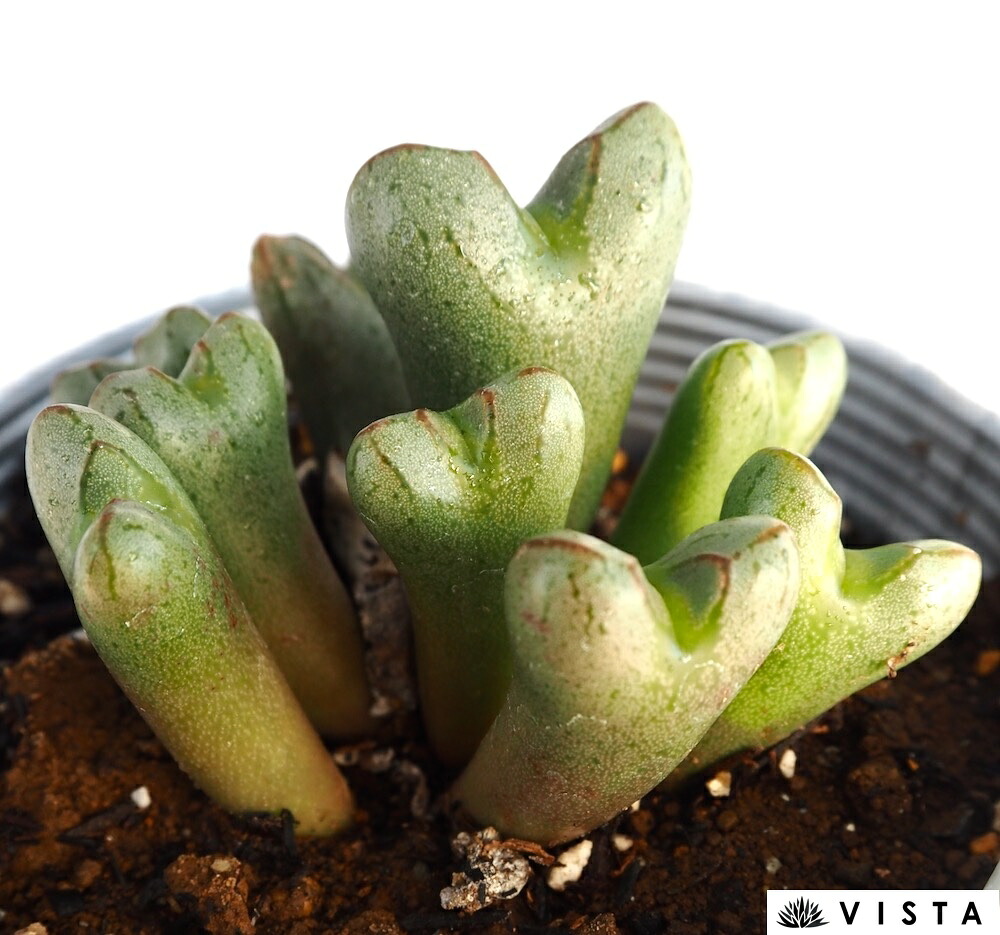 楽天市場】ウィンタービューティー センペルビウム属 多肉植物 9cm