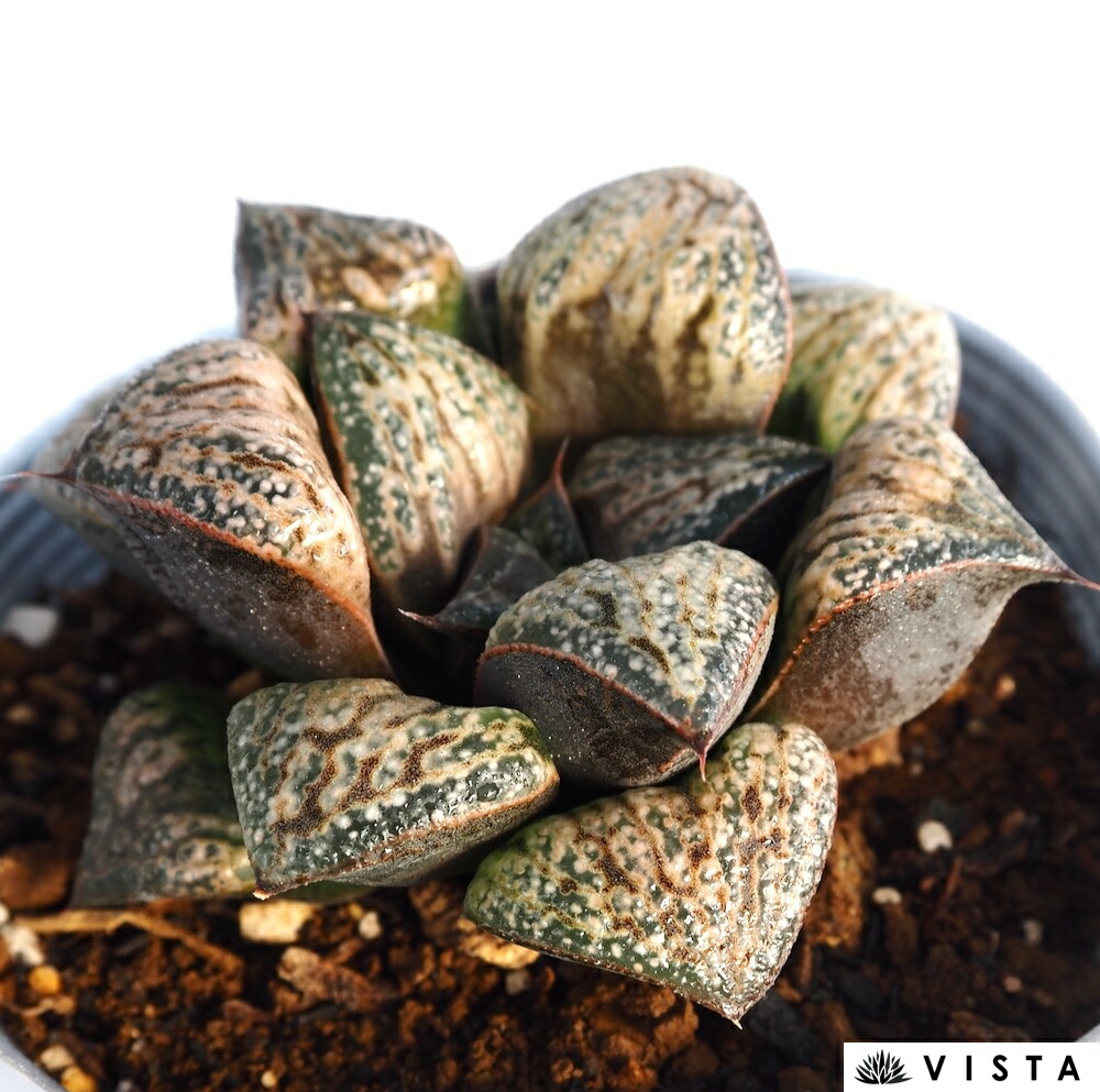 楽天市場】プラチナ ハオルチア属【ジュエルプランツ】 多肉植物 9cm