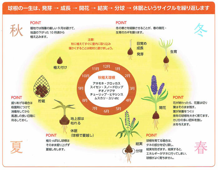 楽天市場】球根 花 フリンジ咲き チューリップ ラブラドール 5球セット