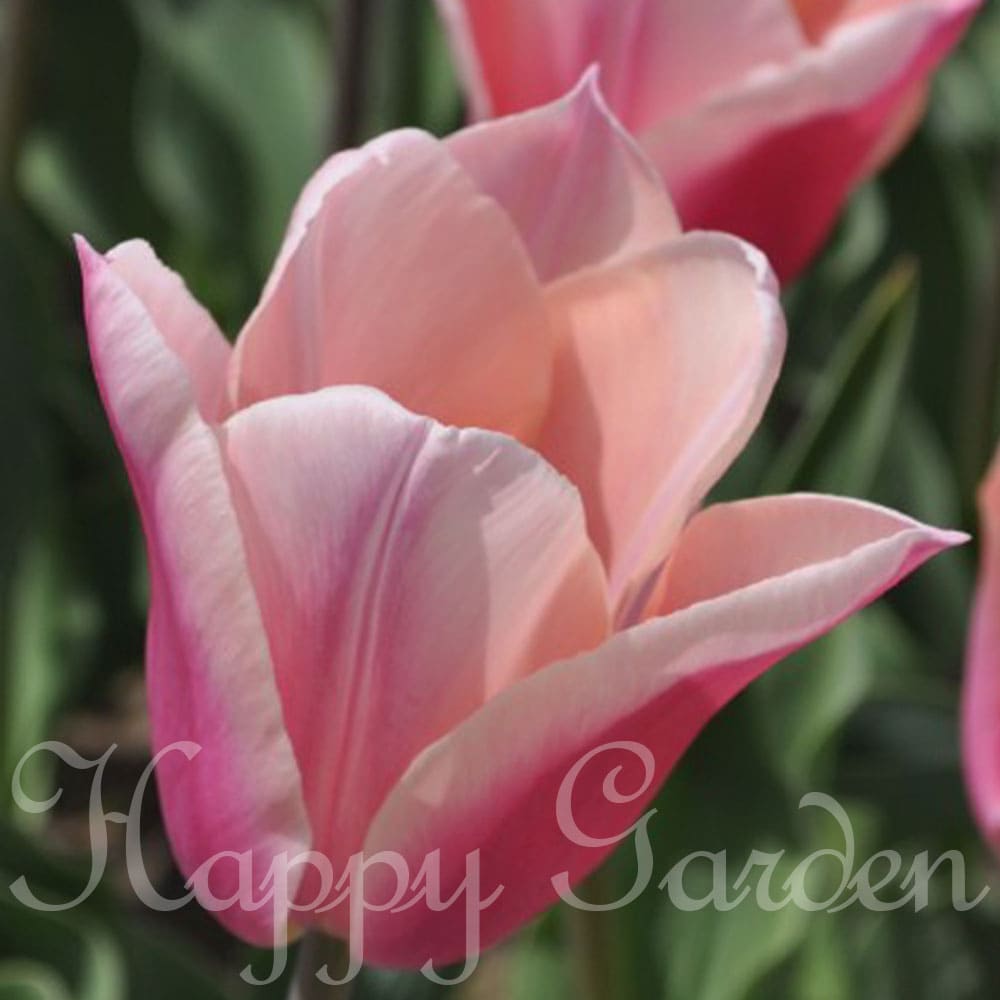 楽天市場】球根 花 香りのユリ咲き チューリップ サンネ 4球セット 桃