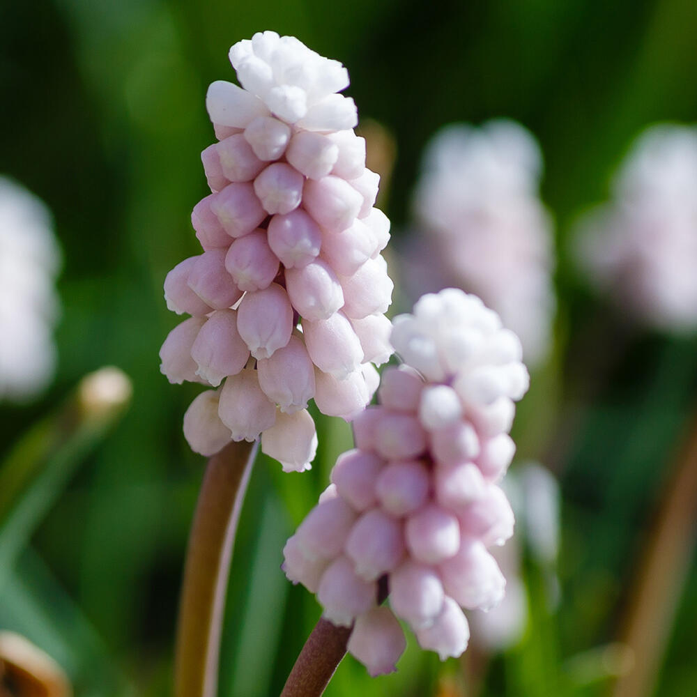 楽天市場】芽出し球根苗 ムスカリ ピンクサンライズ 3球植え 選べる1