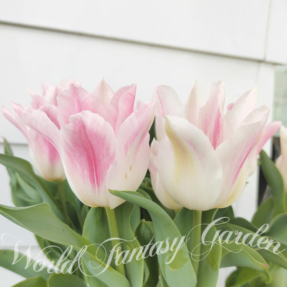 球根】ホーランドシック 5球 チューリップ ユリ咲き ホワイト ピンク