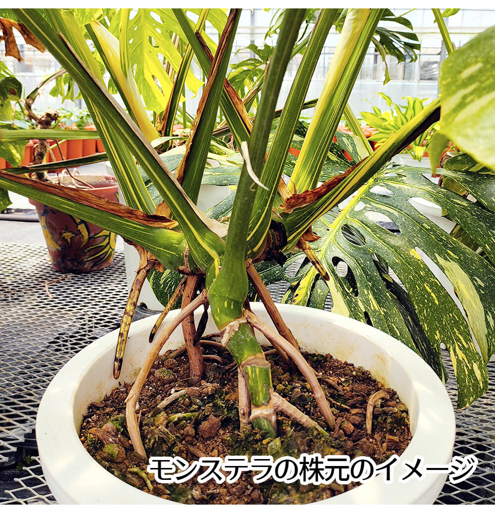 楽天市場】50%OFFクーポン発行中 超レア 大型 植物 観葉植物