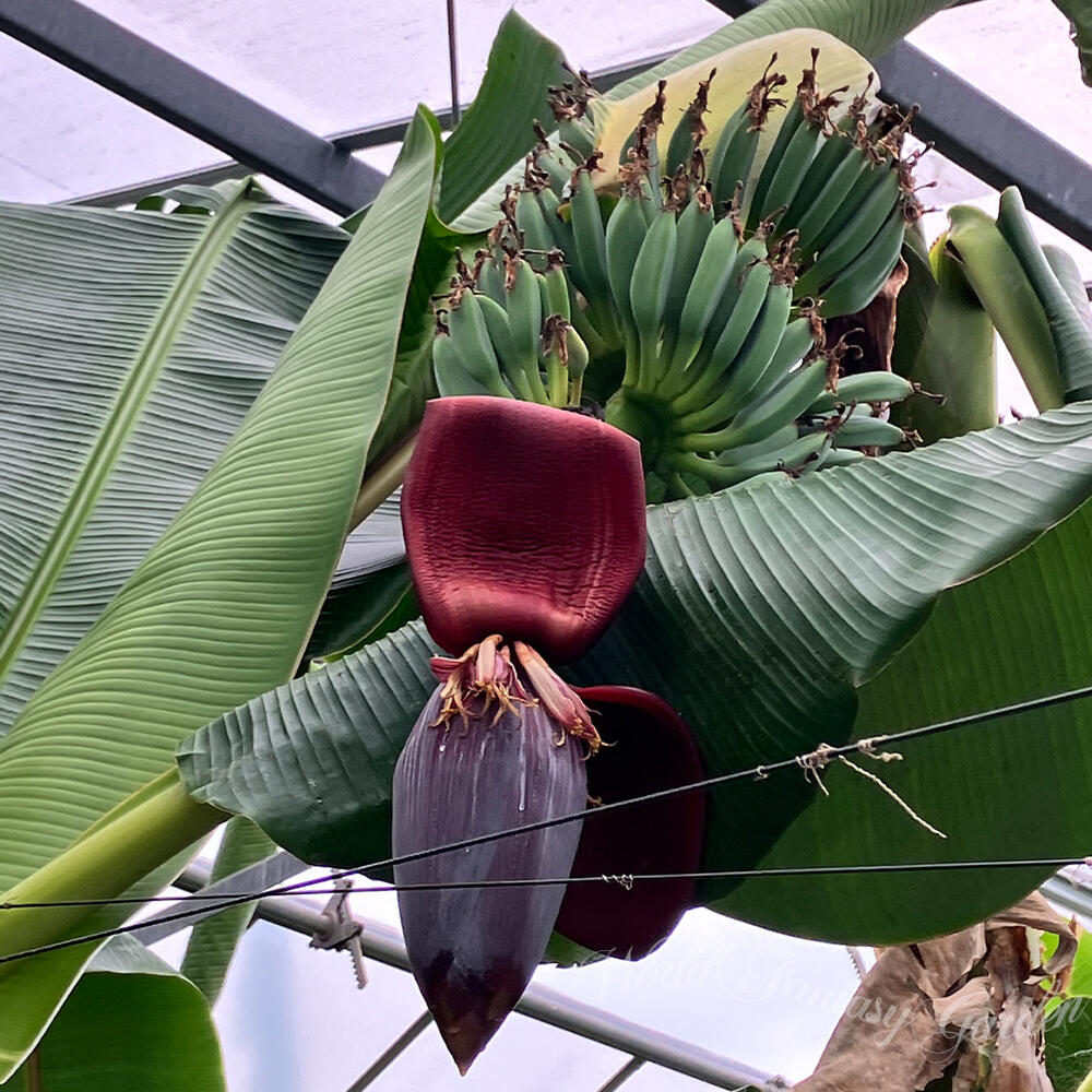 楽天市場】苗 果樹 苗 アイスクリームバナナ 選べるサイズ 4.5号〜7号