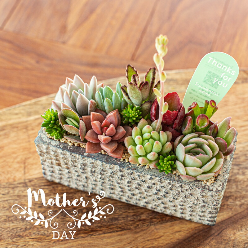 楽天市場】苗 母の日 プレゼント 花 ギフト 多肉植物 寄せ植え