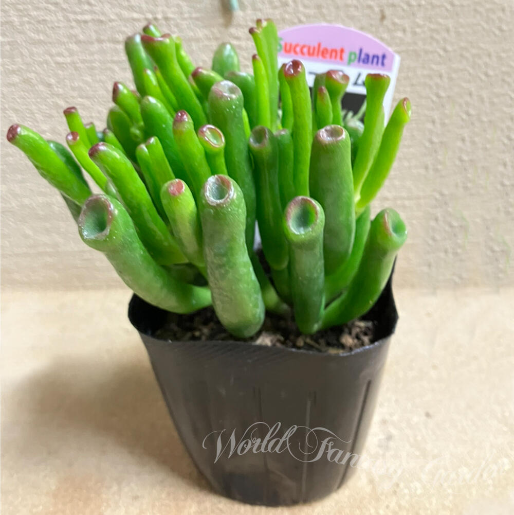 楽天市場】怪獣 多肉植物 苗 ゴーラム 1鉢 3〜3.5号【通年販売】【お