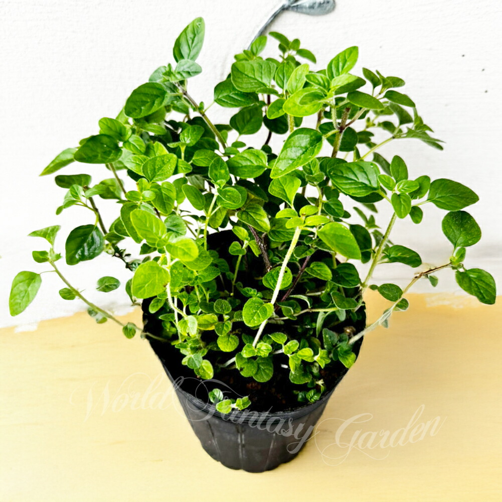 楽天市場】ハーブ 苗 オレガノ 1鉢 3.5号ロングポット【お届け中