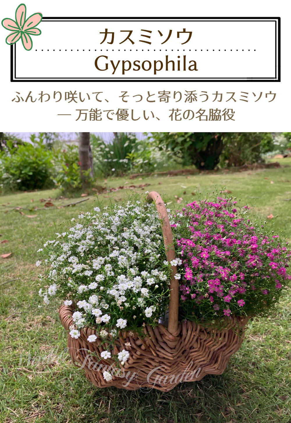 楽天市場】花苗 春 冬 秋 カスミソウ 選べる1鉢 o r3鉢 3.5号【お