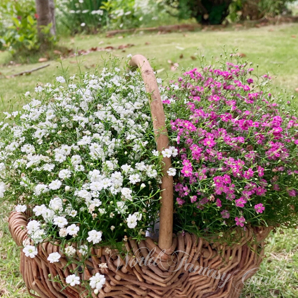 楽天市場】花苗 春 冬 秋 カスミソウ 選べる1鉢 o r3鉢 3.5号【お