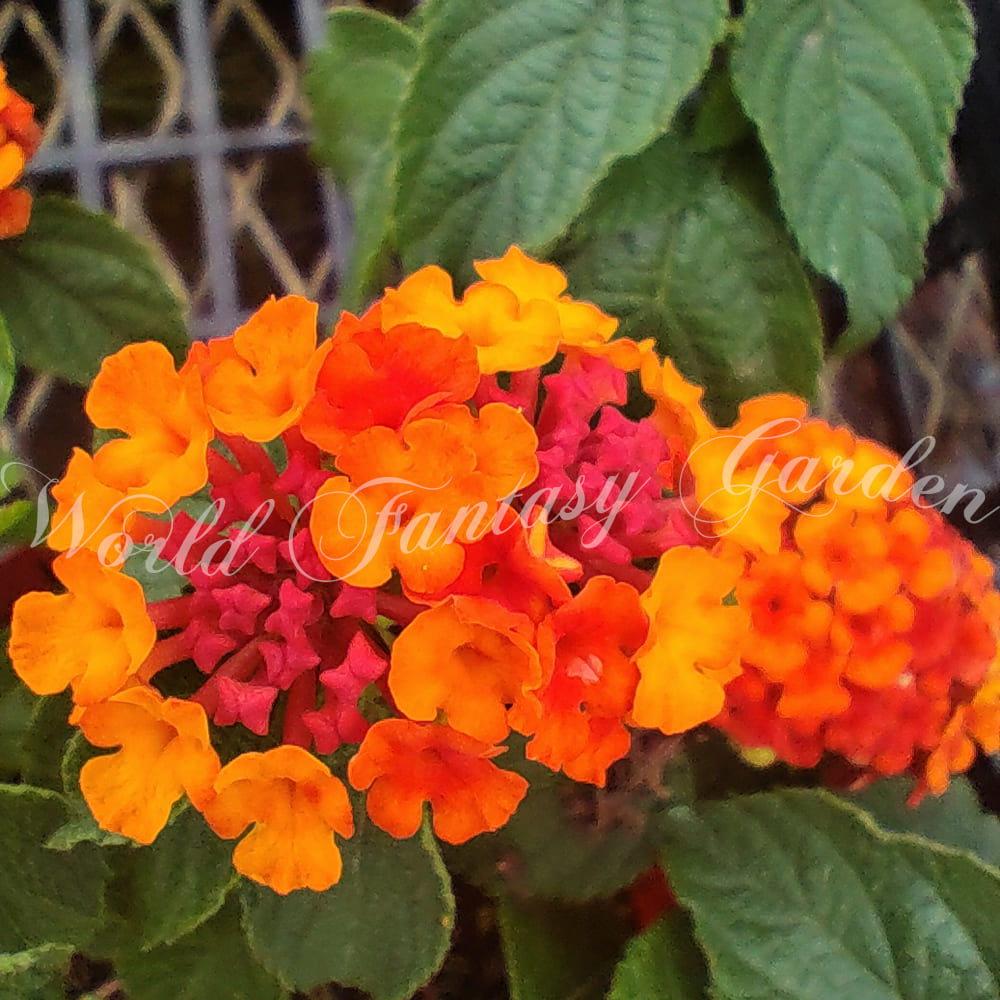 楽天市場】花苗 夏 秋 ランタナ 七変化 レッド 1鉢 3〜3.5号【お届け中