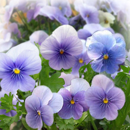 楽天市場】花苗 春 冬 ビオラ ビビ クリアライトブルー 2鉢 セット【お