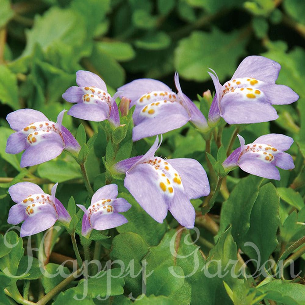 楽天市場】花苗 花 宿根草 夏苗 サギゴケ 3色より選べる 1鉢 3.5号