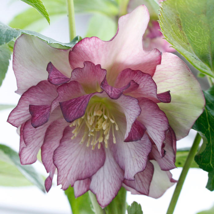 楽天市場】花鉢 八重咲き クリスマスローズ 6号1鉢 【お届け中