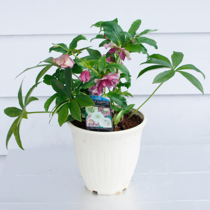 楽天市場】花鉢 八重咲き クリスマスローズ 6号1鉢 【お届け中