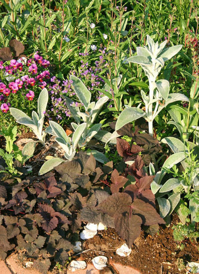 楽天市場】花苗 春 冬 秋 多年草 宿根草 花 黒葉ミツバ 1鉢 3〜3.5号