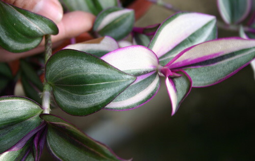 楽天市場】苗 観葉植物 トラディスカンチア セブリナ クオーダリー 6号