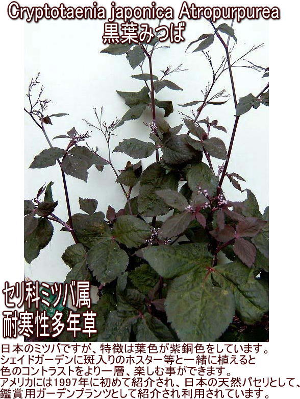 楽天市場】花苗 春 冬 秋 多年草 宿根草 花 黒葉ミツバ 1鉢 3〜3.5号