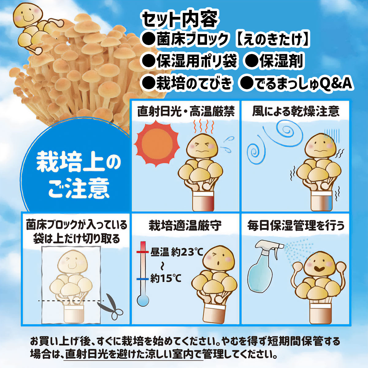 楽天市場】菌床キノコ 栽培セット でるまっしゅ えのきたけ しいたけ