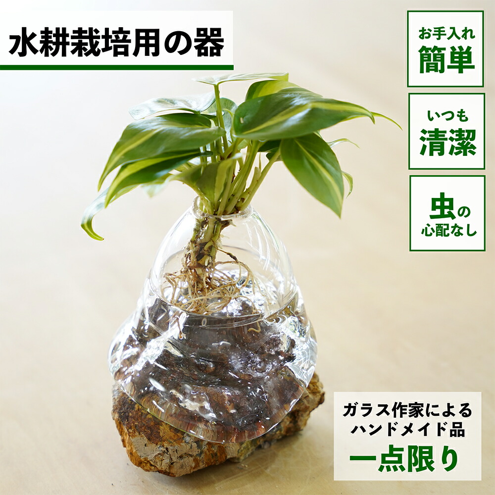 キット 水耕栽培」の人気商品一覧 | 安い商品を通販サイトから探す