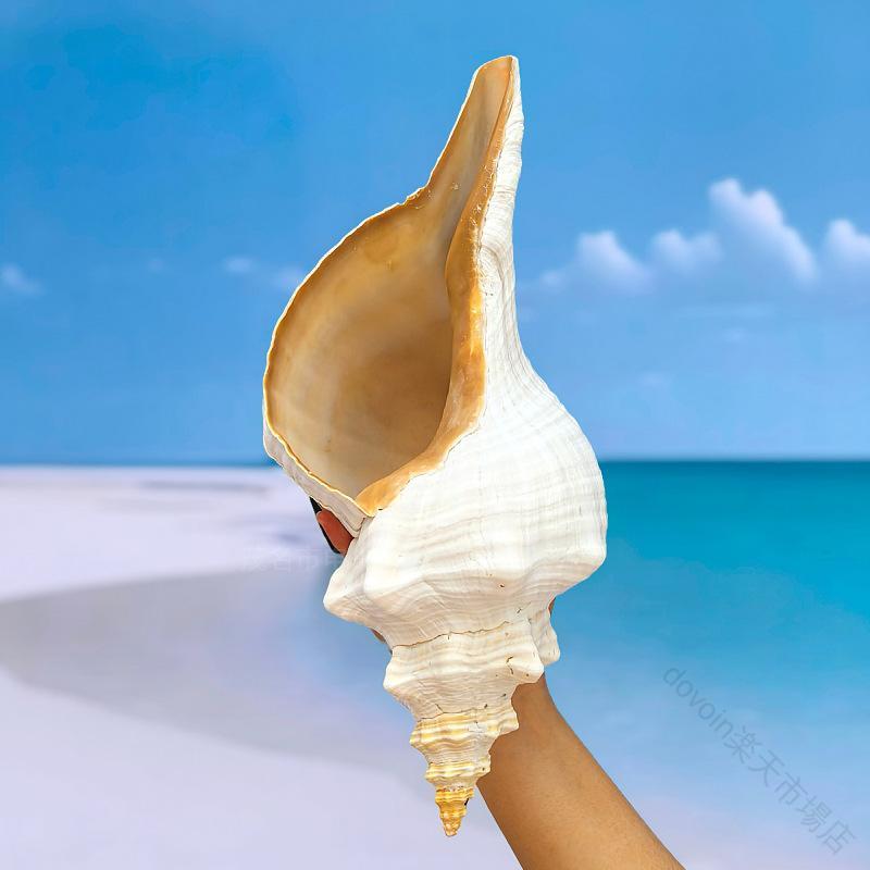 楽天市場】法螺貝（インテリア小物・置物｜インテリア・寝具・収納）の通販