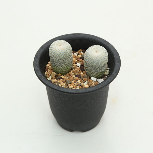 楽天市場】サボテン：エピテランサ 月世界 2個入り*幅2cm : 遊恵盆栽