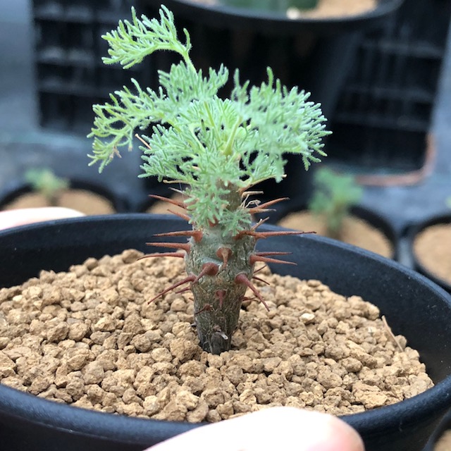 楽天市場】コーデックス：サルコカウロン ヘレー 竜骨城*葉幅3cm