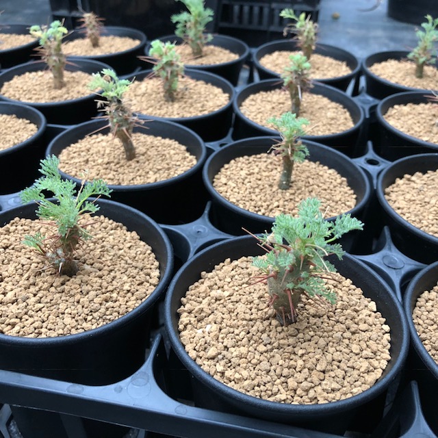 楽天市場】コーデックス：サルコカウロン ヘレー 竜骨城*葉幅3cm