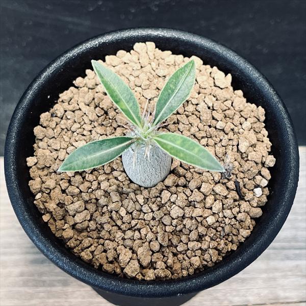 楽天市場】コーデックス：パキポディウム マカイエンセ 実生*S 塊根幅