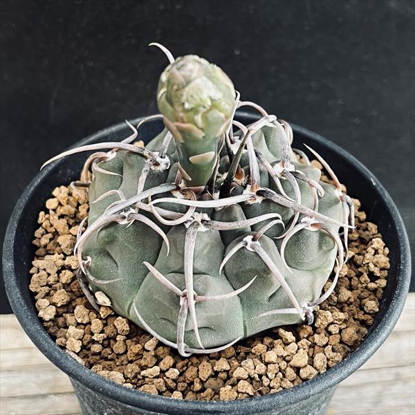 楽天市場】サボテン：ギムノカリキウム 長刺バッテリー 実生*幅6cm