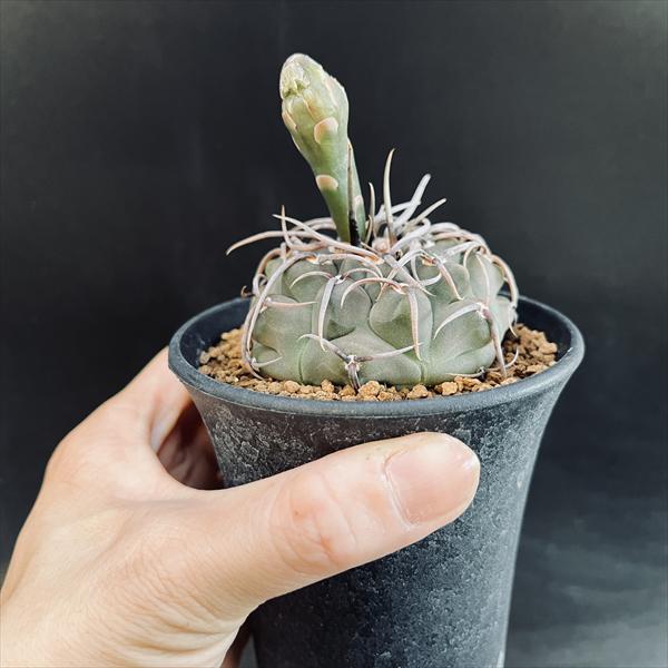 楽天市場】サボテン：ギムノカリキウム 長刺バッテリー 実生*幅6cm