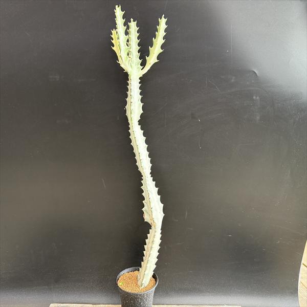 楽天市場】ハオルチア ホワイトゴーストの通販